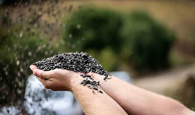 Bilecik&#039;te Yağlık Ve Çerezlik Ayçiçeği Hasadı Başladı