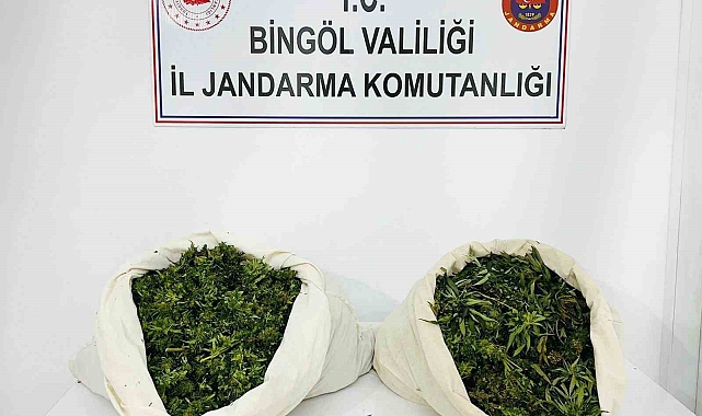 Bingöl&#039;de 3 bin kök kenevir ve 21 kilo esrar ele geçirildi