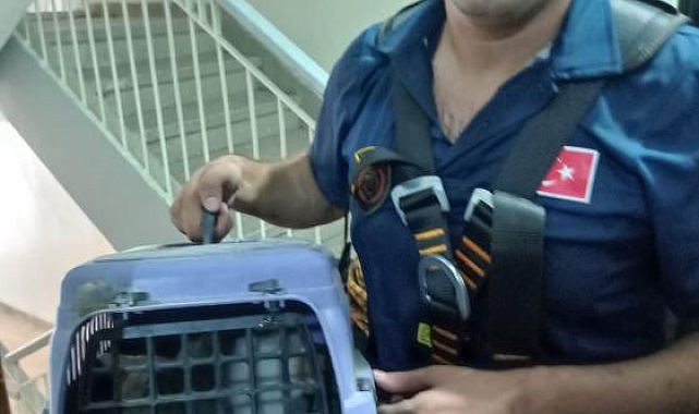 Bir apartmanın havalandırma boşluğuna düşen kedi kurtarıldı