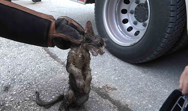 Bir binanın çatısındaki gider borusunda sıkışan kedi, operasyonla kurtarıldı