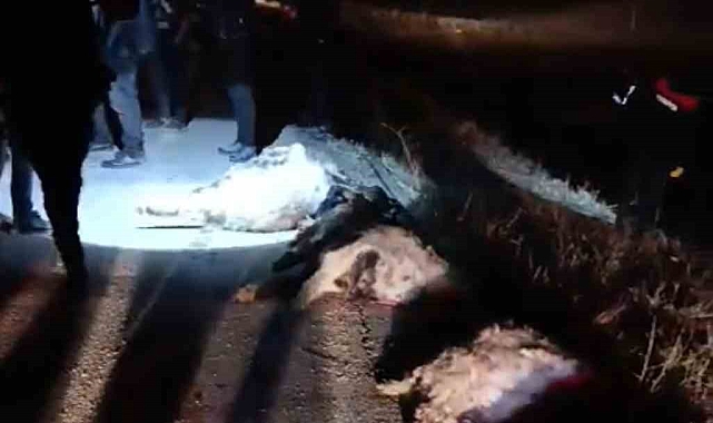 Bir otomobilin koyun sürüsüne çarptığı kazada 15 koyun telef oldu