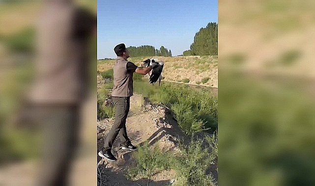 Bitkin halde bulunan leylek tedavisinin ardından doğaya salındı
