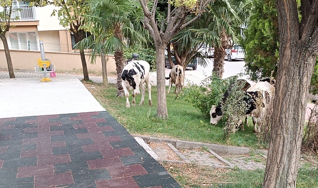 Büyükbaş hayvanlar, çocuk parkını bastı