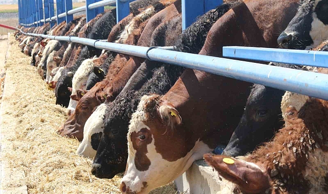 Canlı hayvan ithali ülkedeki et fiyatlarını dengede tutuyor