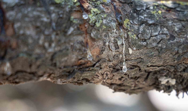 Çeşme, sakızıyla Yunanistan&#039;ı tahttan indirmeye aday