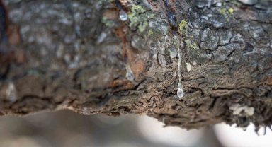 Çeşme, sakızıyla Yunanistan'ı tahttan indirmeye aday