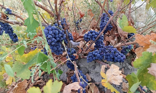&#039;Coğrafi İşaret Tescil Belgesi&#039; verilen Erciş üzümünde bağ bozumu başladı