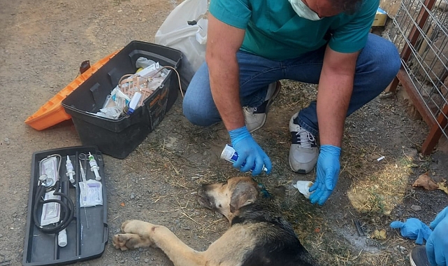 Demir korkuluklara sıkışan köpek itfaiye ve veteriner ekibinin uzun uğraşları sonucu kurtarıldı