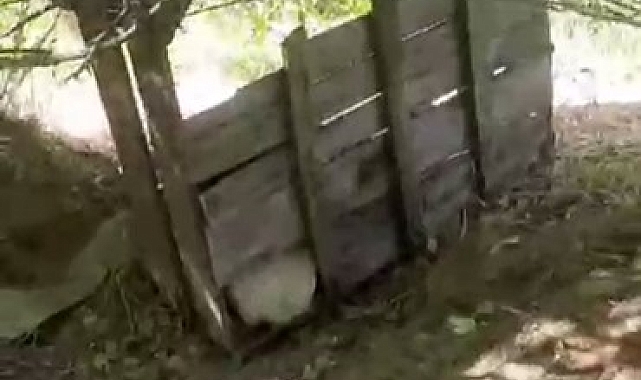 Domuz sürüsü bahçeyi talan etti