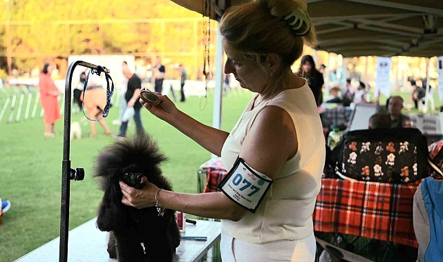 Duruşları, yürüyüşleri ve süsleriyle dikkat çeken köpekler ilgi odağı oldu