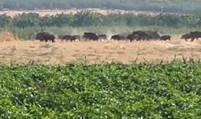 Elazığ&#039;da yiyecek arayan domuz sürüsü görüntülendi