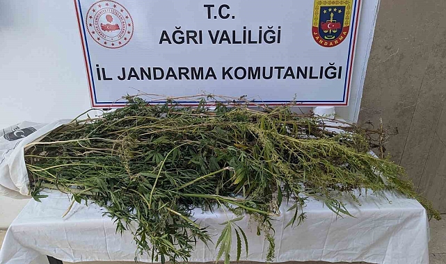 Eleşkirt&#039;te 90 kök hint keneviri ele geçirildi