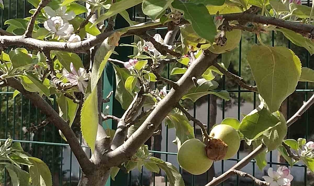 Elma ağacı eylül ayında çiçek açtı