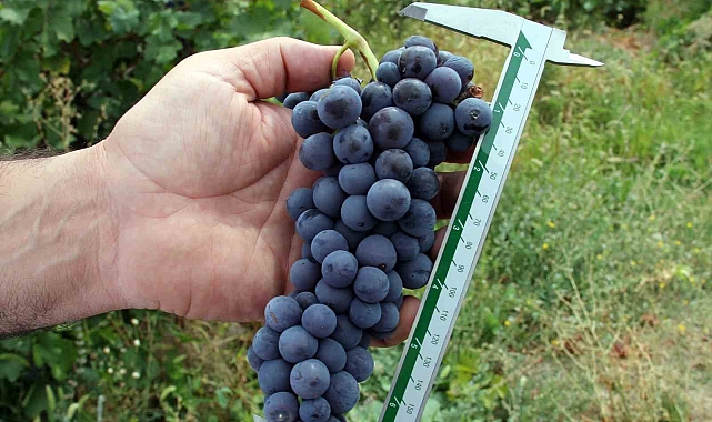 &quot;Erciş üzümü kalitesini koruyor&quot;