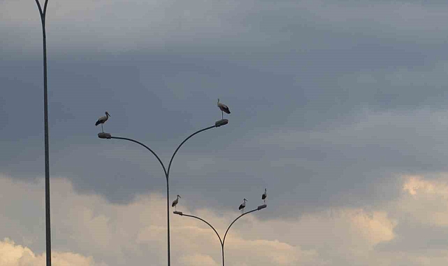Güneye göç etmeye başlayan leylekler Konya&#039;nın Ereğli ilçesinde mola verdi