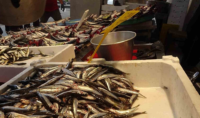 Hamsi palamutu kıskandı, tezgahlarda yerini aldı