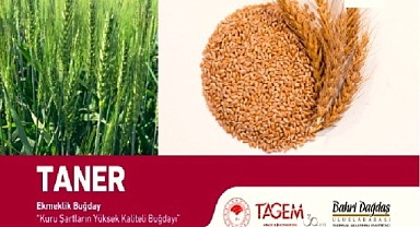 Iğdır'da %50 destekli buğday tohumu dağıtımı yapılacak