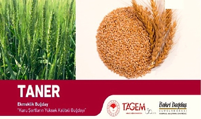 Iğdır&#039;da %50 destekli buğday tohumu dağıtımı yapılacak