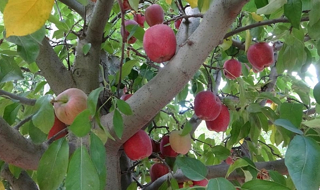 Iğdır&#039;ın Al Alması hasadına başlandı