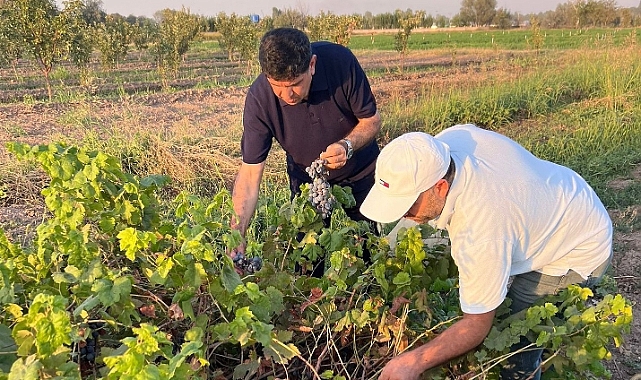 Iğdır Üniversitesinde Üzüm Hasadı Başladı