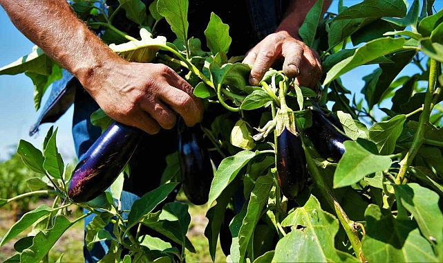 İhtiyaç sahibi ailelere, 22 ton sebze ve meyve ulaştırıldı