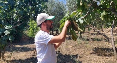 İncir bahçelerinde 'Kanlı balsıra' tehdidi