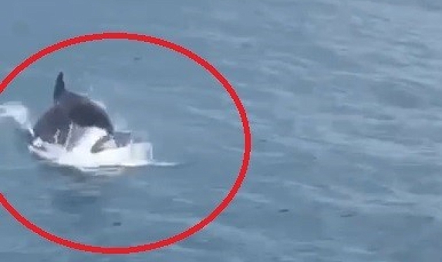 İskenderun Körfezi&#039;nde yunus balıklarının görsel şovu