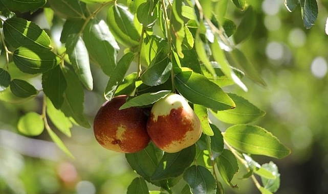 Isparta&#039;da bahçelerde hünnap hasadı başladı