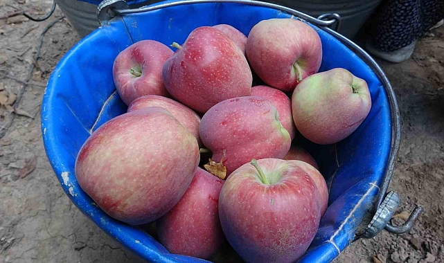 Isparta&#039;da elma hasadı başladı