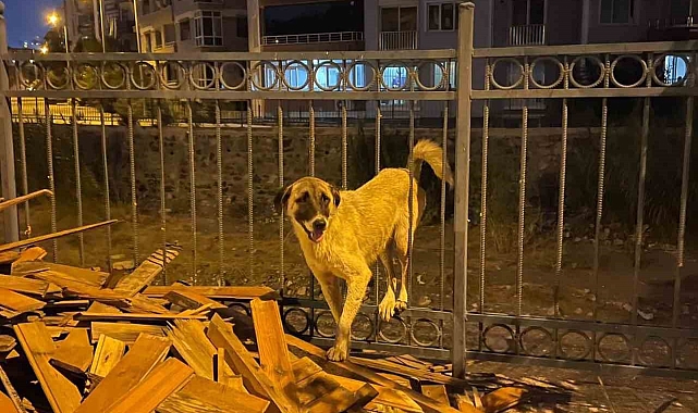 İtfaiye, demir Korkuluklarda sıkışan köpeği kurtardı
