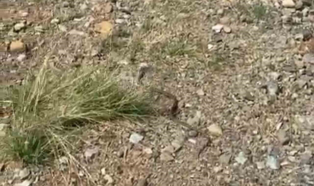 İtfaiye ekipleri eve giren yılanı yakalayıp doğaya bıraktı