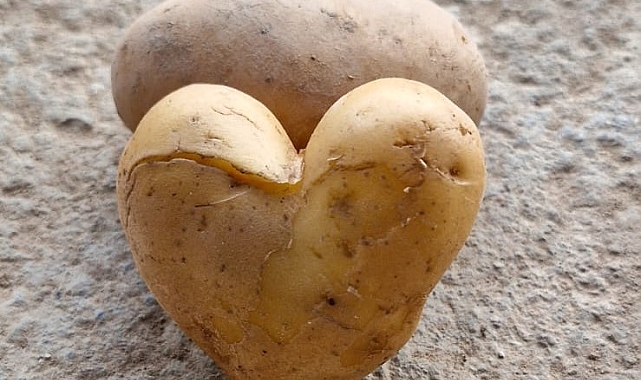 Kalp şeklini almış patatesi görünce hayrete düştü