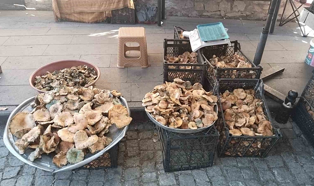 Kanlıca mantarında fiyatlar düştü