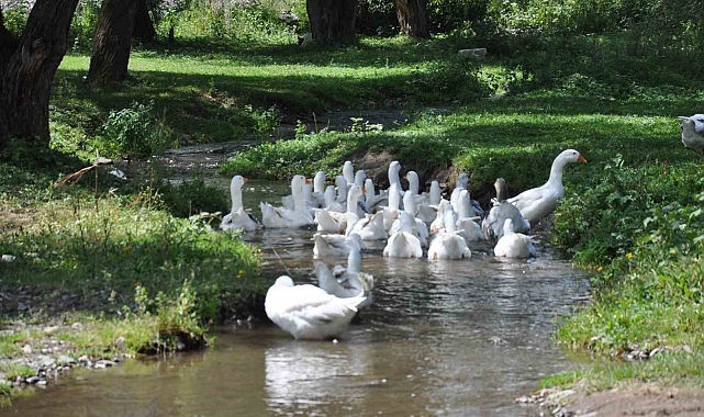 Kars kazı, son dönemde ülke genelinden talep görmeye başladı