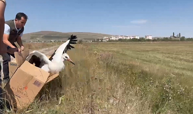 Kars&#039;ta tedavi edilen leylekler doğaya bırakıldı