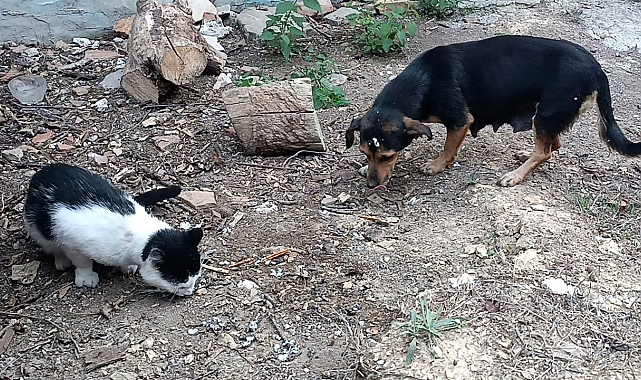 Kedi ve köpek kendilerine verilen yemeği kavga etmeden birlikte yedi