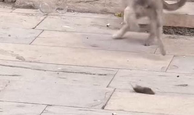 Kedilerin fare ile oyunu izleyenleri gülümsetti