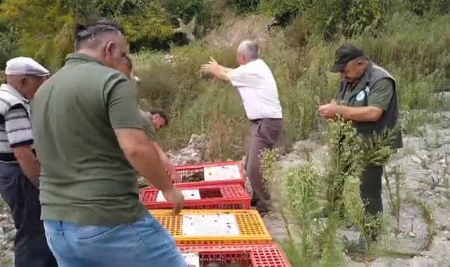 Keklikler doğaya salındı