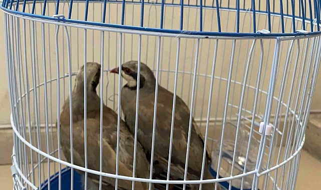 Kınalı keklik avlayan şahıs jandarmaya yakalandı