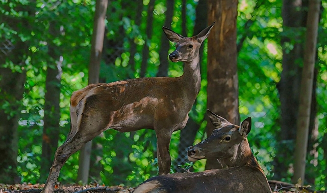 Kızıl geyikler doğaya salınacak