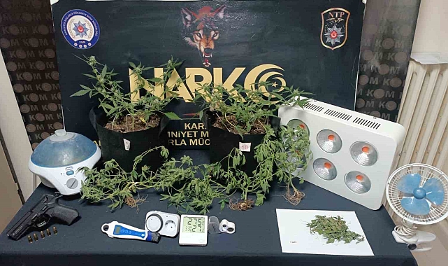 Kömürlüğe gizli sera kurdu