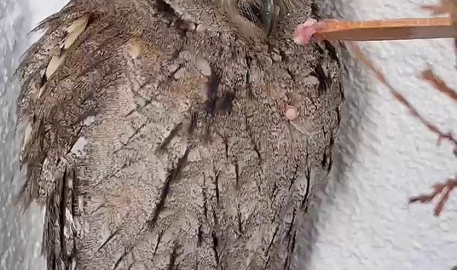 Koruma altına alınan İshak kuşu, doğaya gönderildi