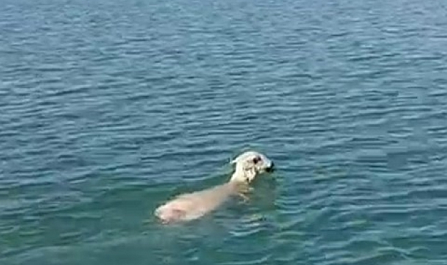 &#039;Koyun&#039; Balıkçı ağına takıldı