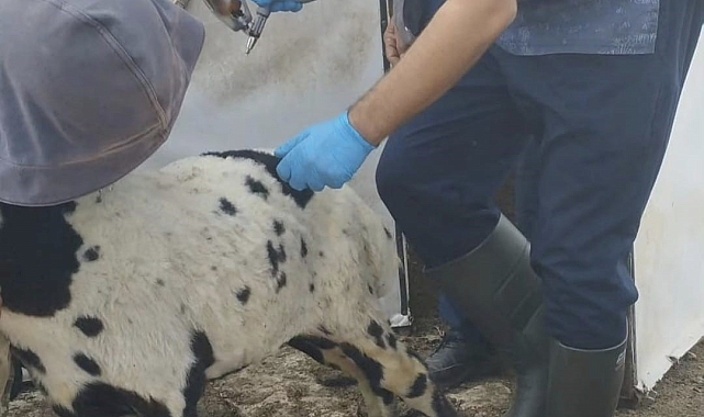 Küçükbaş hayvanlar salgın hastalıklara karşı aşılanıyor