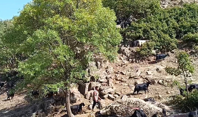 Kurt saldırıları köy sakinlerini tedirgin ediyor