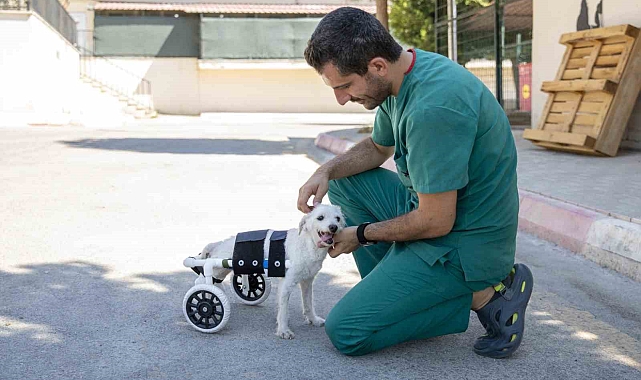 Mersin&#039;de bir apartmanda bitkin halde arka ayakları kesilmiş halde bulunan köpek yeni yuvasına kavuştu