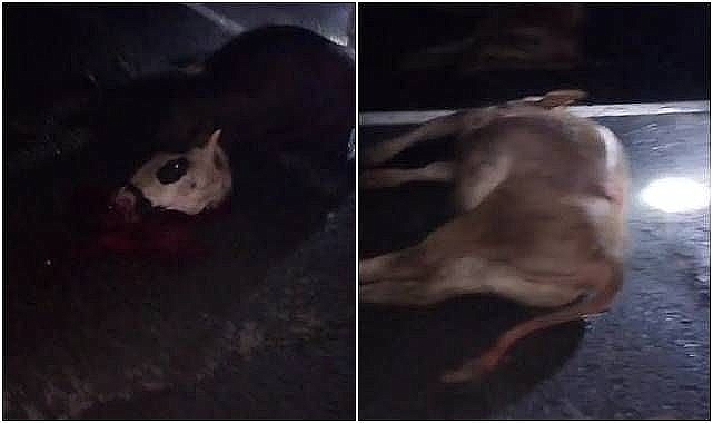 Minibüs hayvan sürüsüne daldı