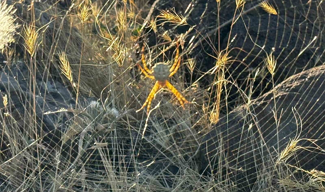 Muş&#039;ta zehirli örümcek türüne rastlandı