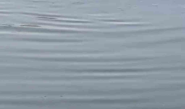 Nesli tehdit altındaki &quot;Fırat kaplumbağaları&quot; görüntülendi