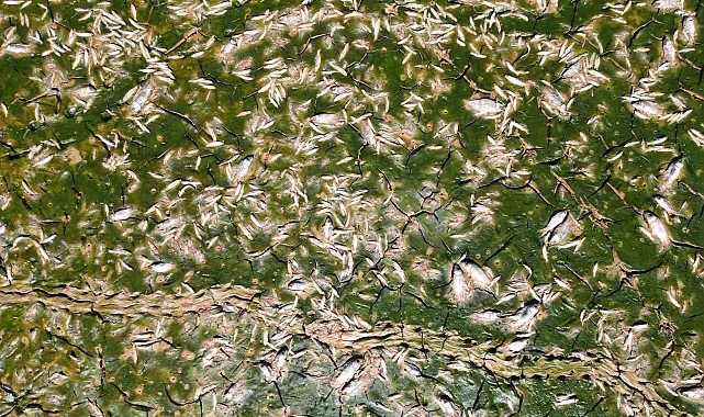 Oksijensiz kalan yüzlerce balık telef oldu